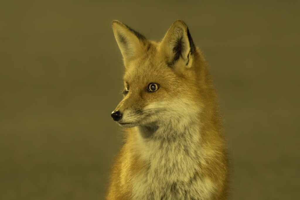 Domesticated fox behaviors counter traditional wisdom - Worcester ...