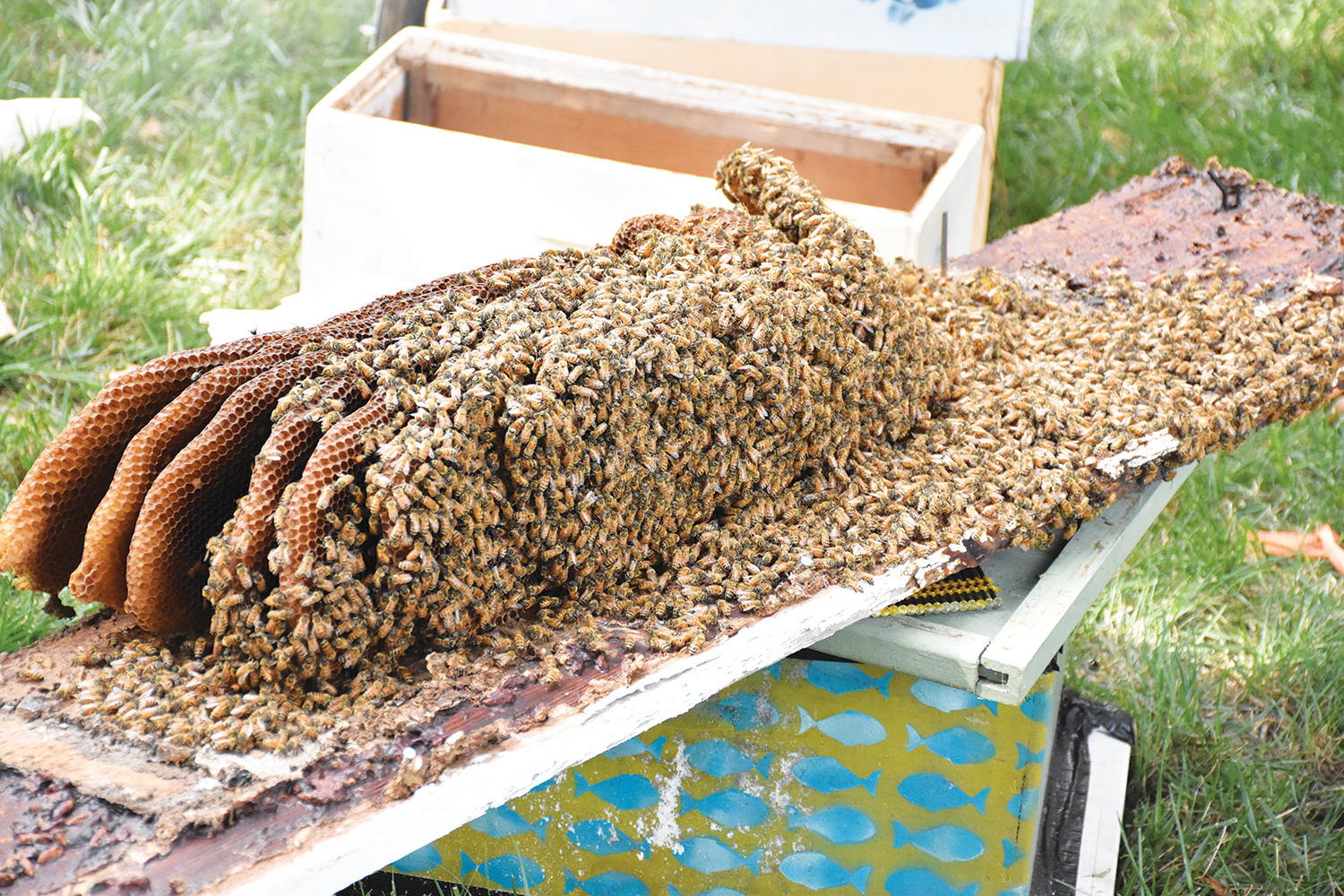 SEND IN BEE TEAM - Worcester County News Bayside Gazette