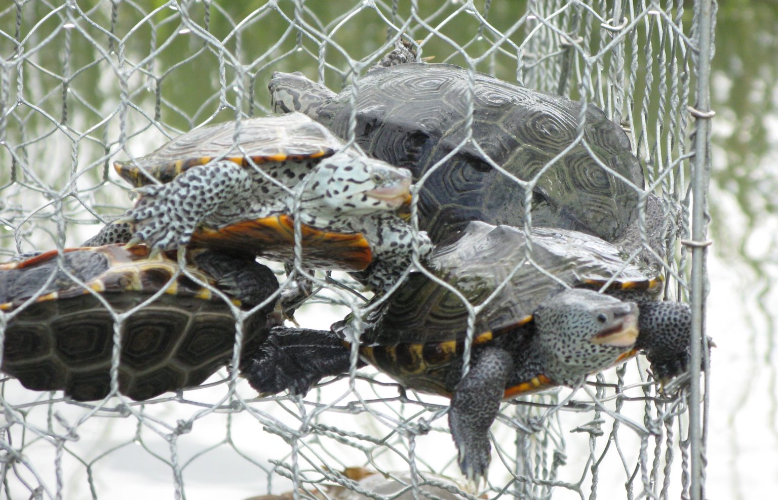 Stop diamondback terrapins from drowning in crab pots - Worcester ...