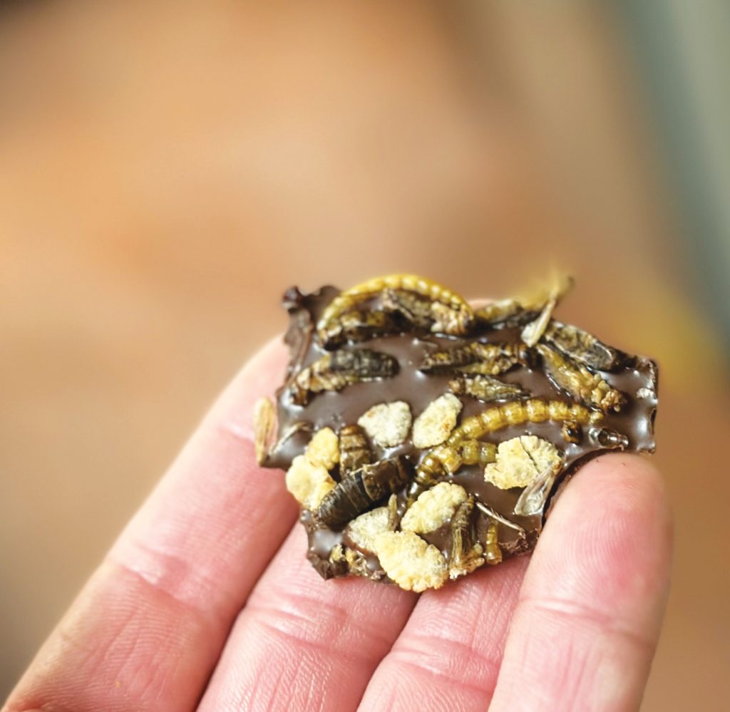 chocolate-bark-with-roasted-edible-insects-worcester-county-news