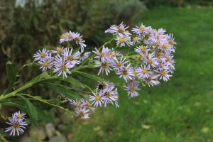 Aster and bee