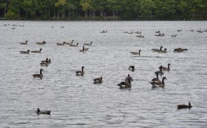 Geese in pond-Pines